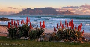 S. African Aloe Ferox Extract Powder Detoxifier 22X more effective than any aloe